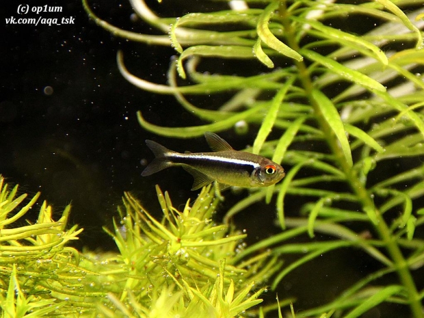 Неон черный (Hyphessobrycon herbertaxelrodi)