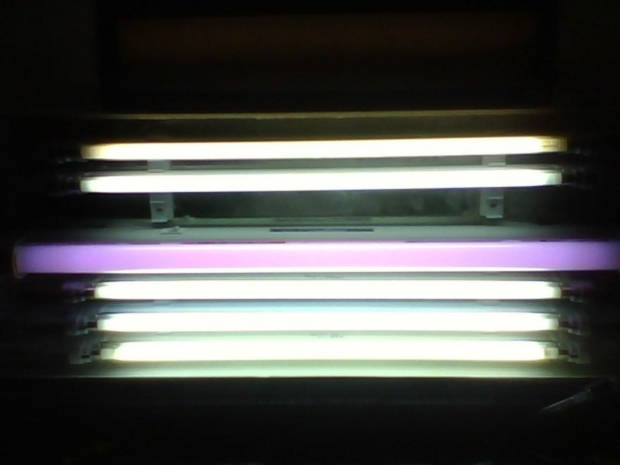 IMG7938A.jpg
