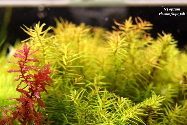 rotala sp