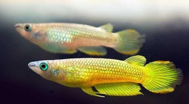 aplocheilus lineatus gold 03