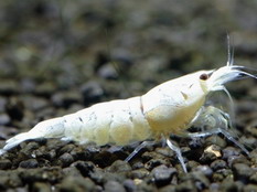 image026