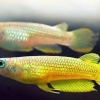 aplocheilus lineatus gold 03