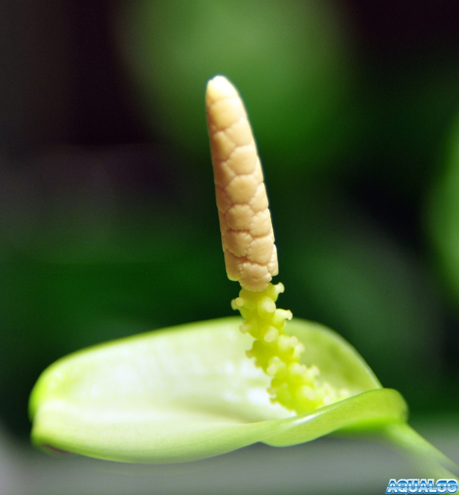 Anubias (Barteri var Nana?)