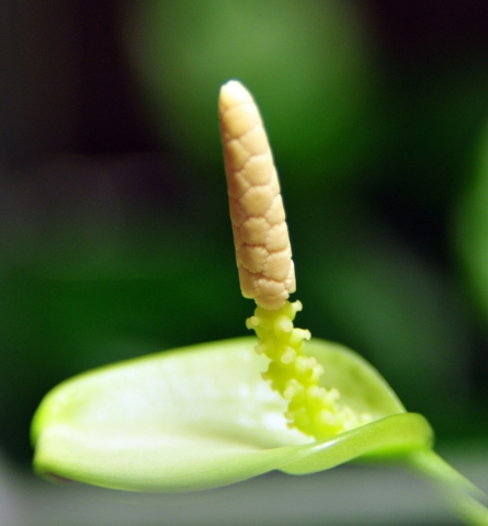 Anubias (Barteri var Nana?)