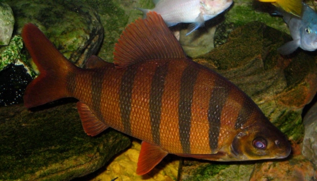 Distichodus sexfasciatus