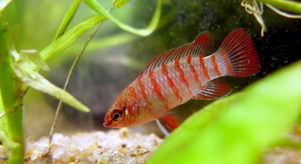 Бадис красный, Скарлет (Dario dario {Badis sp. Scarlet})