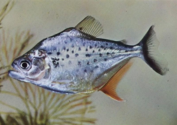 Карликовая пиранья (serrasalmus hollandi)