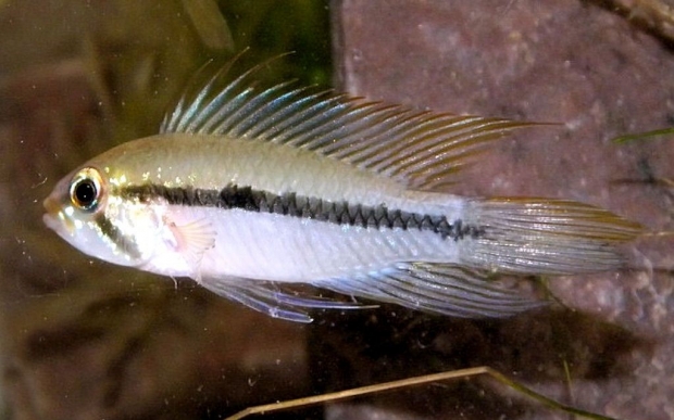 Апистограмма Гиббицепс, лирохвостая (Apistogramma gibbiceps)