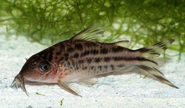 Corydoras agassizii