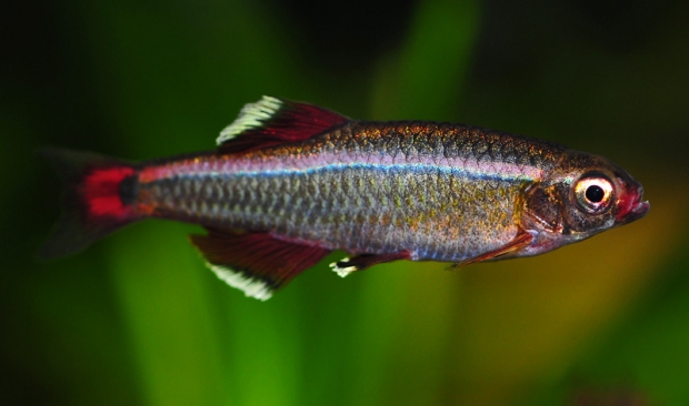 Tanichthys albonubes