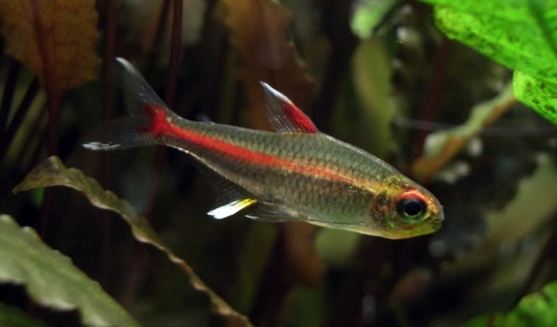 Hemigrammus erythrozonus