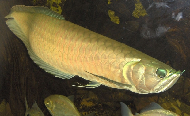 Арована серебрянная (Osteoglossum bicirrhosum, Ischnosoma bicirrhosum)