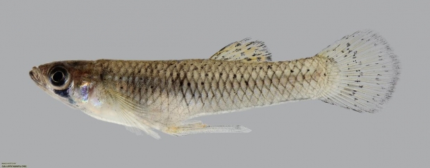 Gambusia affinis