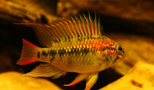 Апистограмма Виейита (Apistogramma viejita)