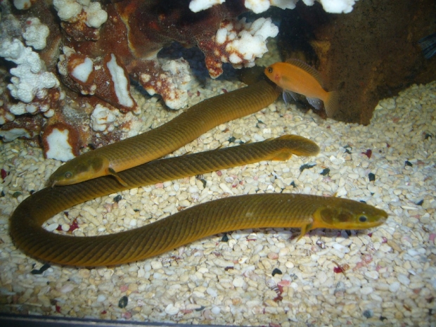 Erpetoichthys calabaricus