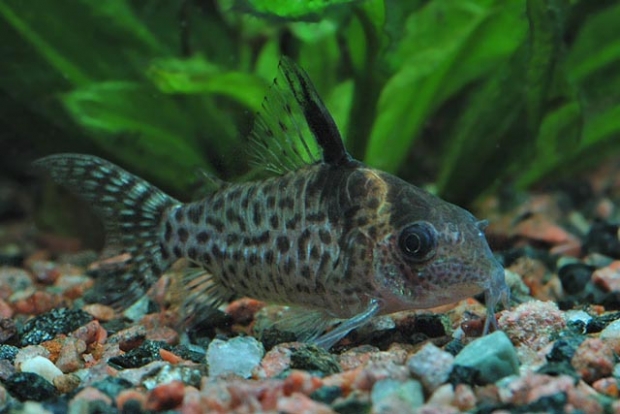 Corydoras ambiacus