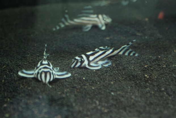 Hypancistrus Zebra