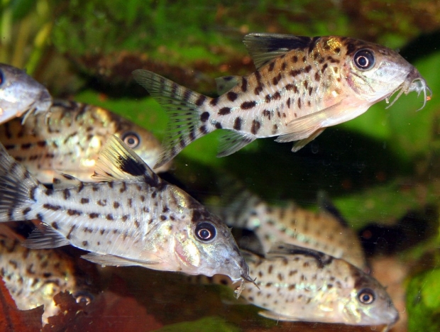 Corydoras agassizii