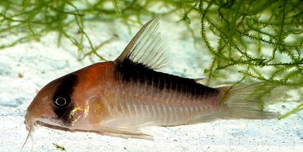 Corydoras adolfoi