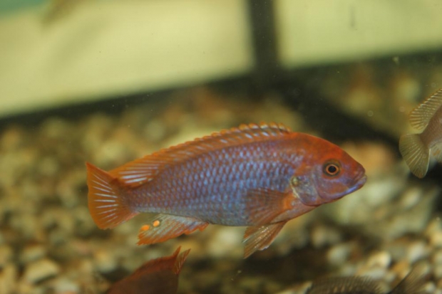 Jodotropheus sprengerae