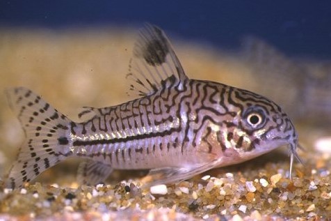 Corydoras trilineatus Julii