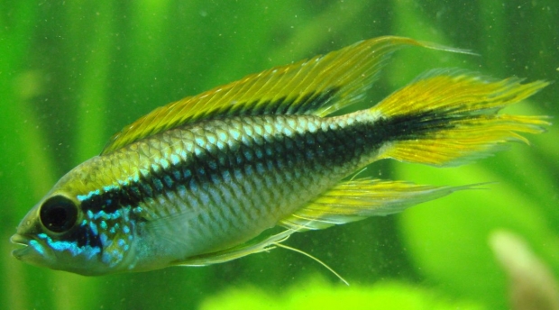 Апистограмма Агассица (Apistogramma agassizii)