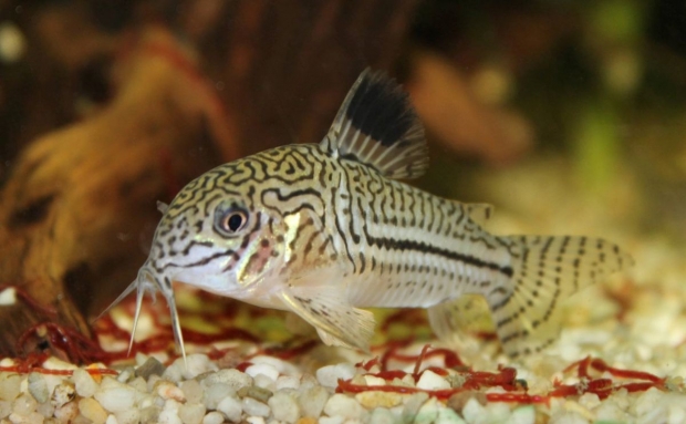 Corydoras trilineatus Julii