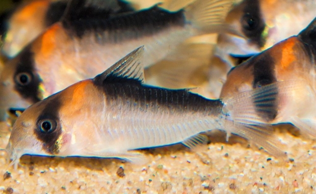 Corydoras adolfoi