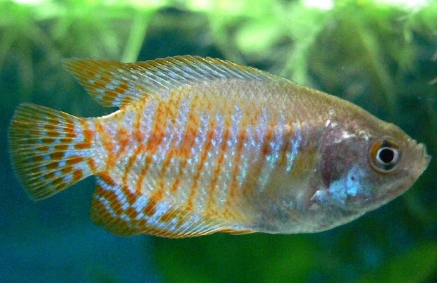 Colisa fasciatus