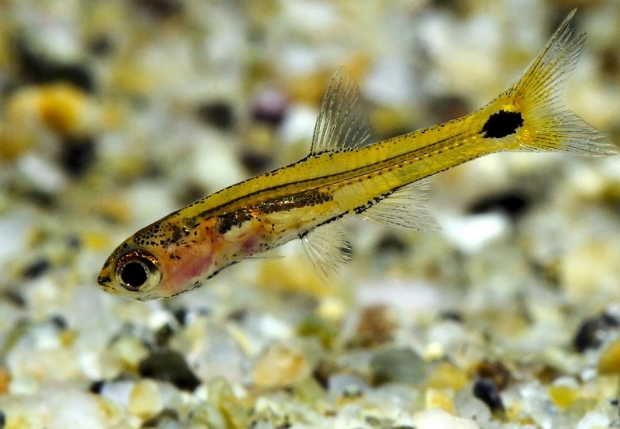 Барбоидес Грацилис (Barboides gracilis)