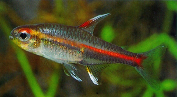 Hemigrammus erythrozonus