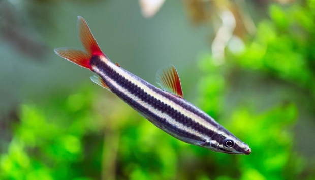 Аностомус обыкновенный (Anostomus anostomus)