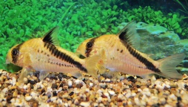 Corydoras Melini