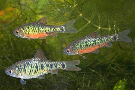 Барбус зеленый (Barbus semifasciolatus, Puntius semifasciolatus)