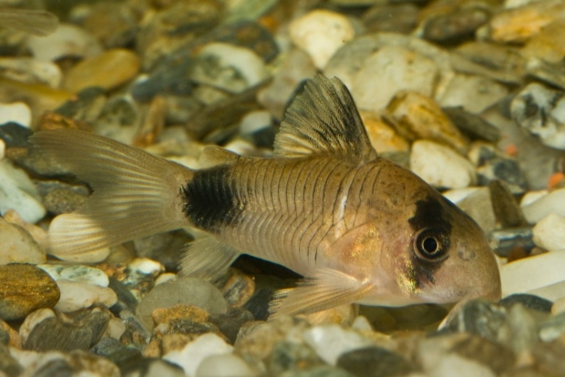 Corydoras panda