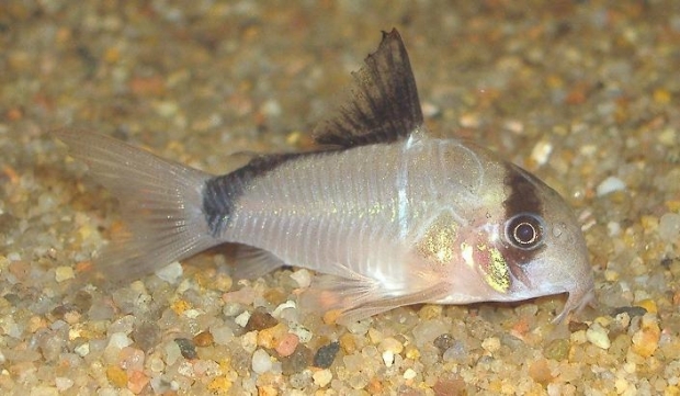 Corydoras metae