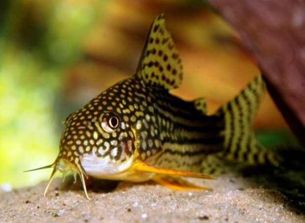 Corydoras sterbai