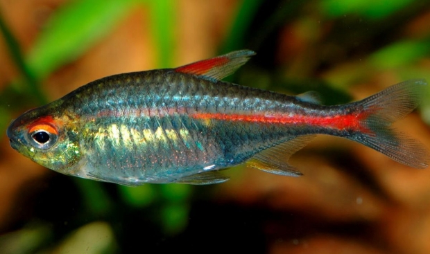 Hemigrammus erythrozonus