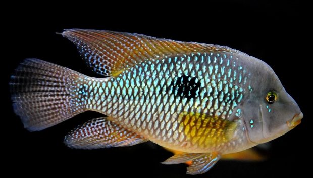 Geophagus brasiliensis