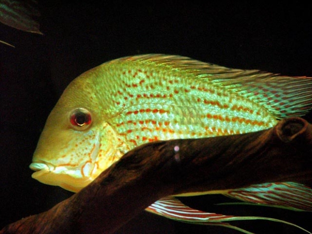 Geophagus surinamensis