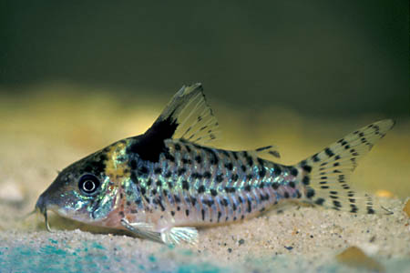 Corydoras ambiacus