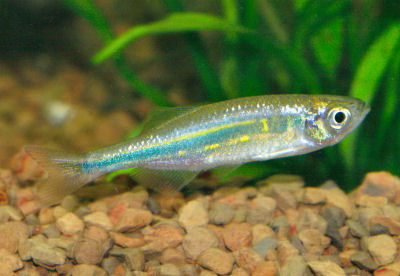 Danio aequipinnatus