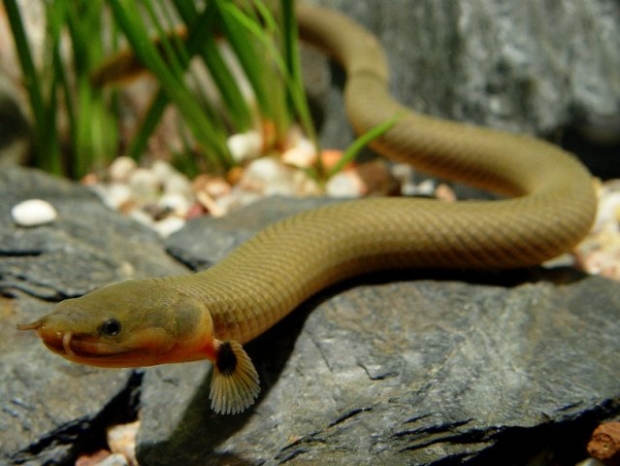 Erpetoichthys calabaricus