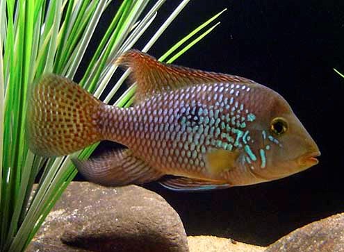 Geophagus brasiliensis