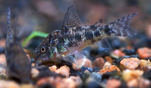 Corydoras paleatus