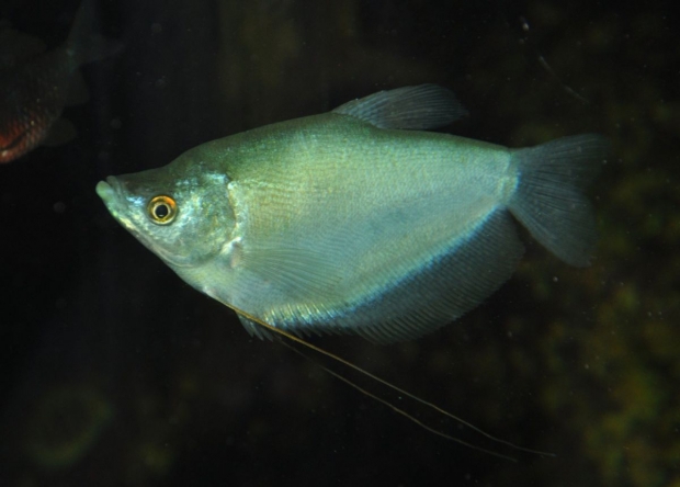 Trichogaster microlepis