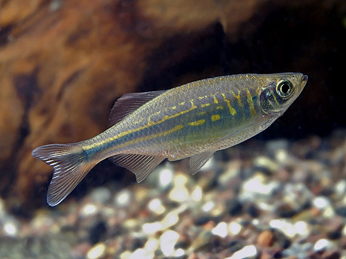 Danio aequipinnatus