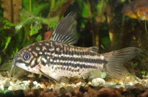 Corydoras napoensis