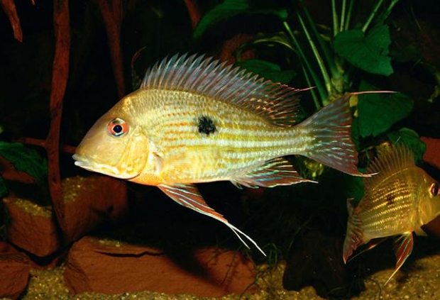 Geophagus surinamensis