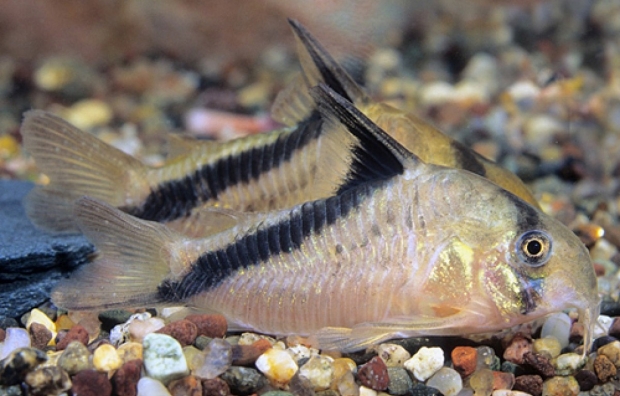 Corydoras Melini